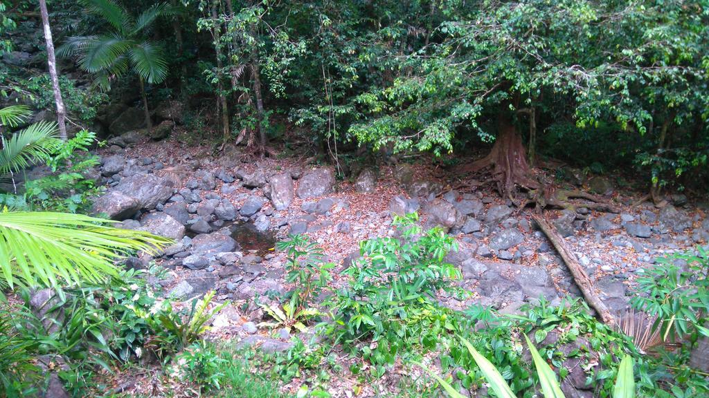 Black Palm Cape Tribulation Exterior photo